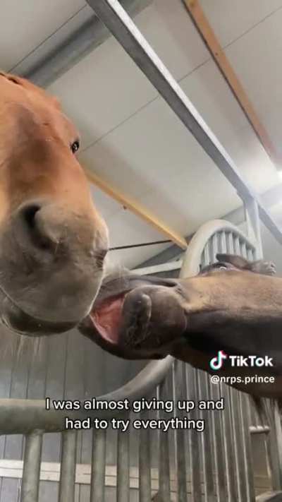Horse advice