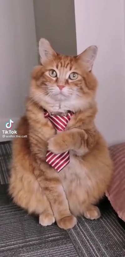 Quite dapper indeed good sir ??