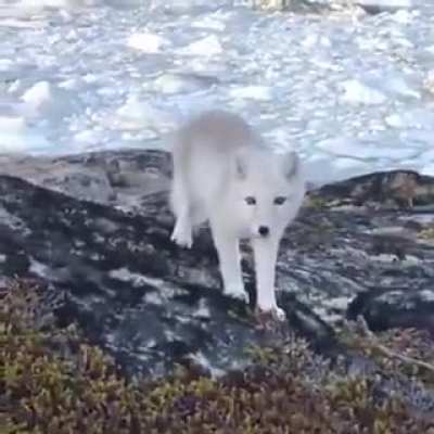 ? This young Arctic fox curiously checking out a wildlife photographer ?