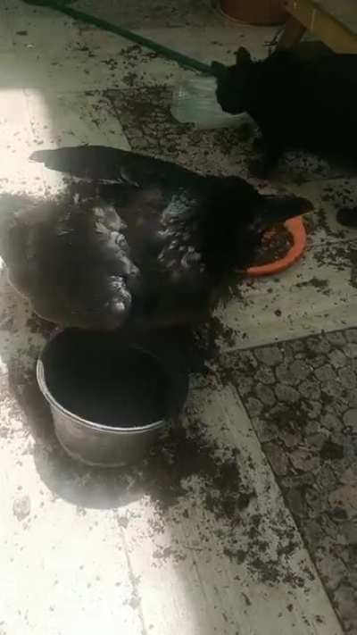 Not only my raven destroyed my plants, he kicked my cat too ?