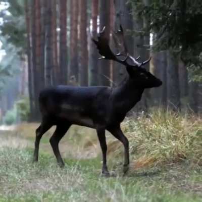 ? Rare dark colored deer.