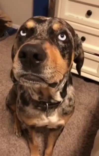 When you argue with your hooman