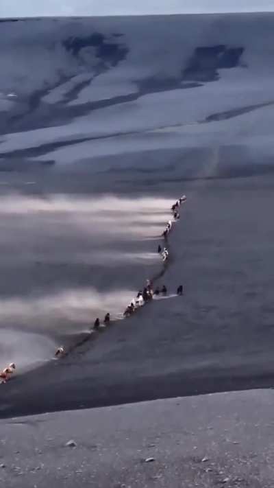 ?Horses crossing the Icelandic black ash desert while north wind blows.