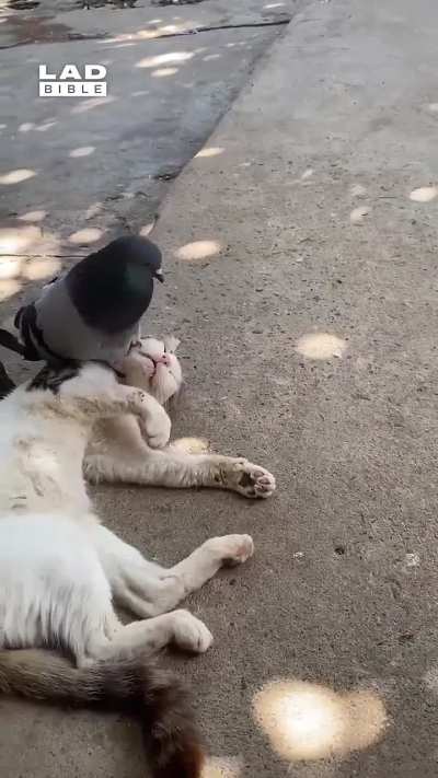 Pigeon slap.