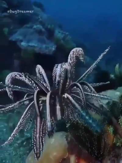 ? The mesmerising Feather Star ?