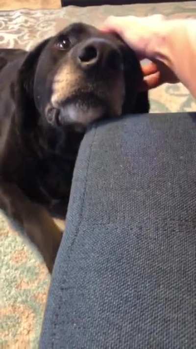 My wife and I just adopted this sweet old dog.