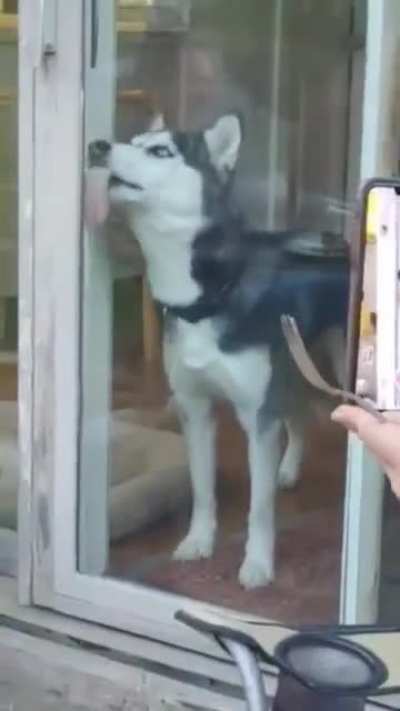 My huskie broke...