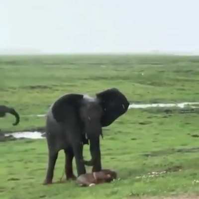 ? Elephant giving birth