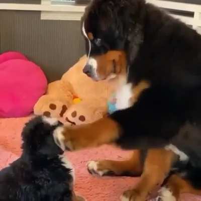 This is the cutest thing ever ?