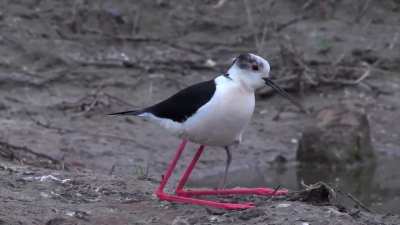 ? Black-winged Stilt and its baby hiding under wings..