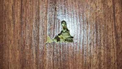 I’ve been hearing clicking sounds in my room for months and I thought I was going crazy. Today I was replacing my bed frame and my toes cracked through the flooring. Needless to say, I have a termite infestation. Here are two videos of the termites clicki