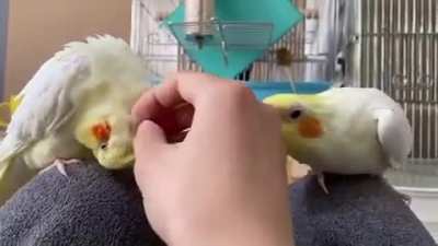 SelfishBirb