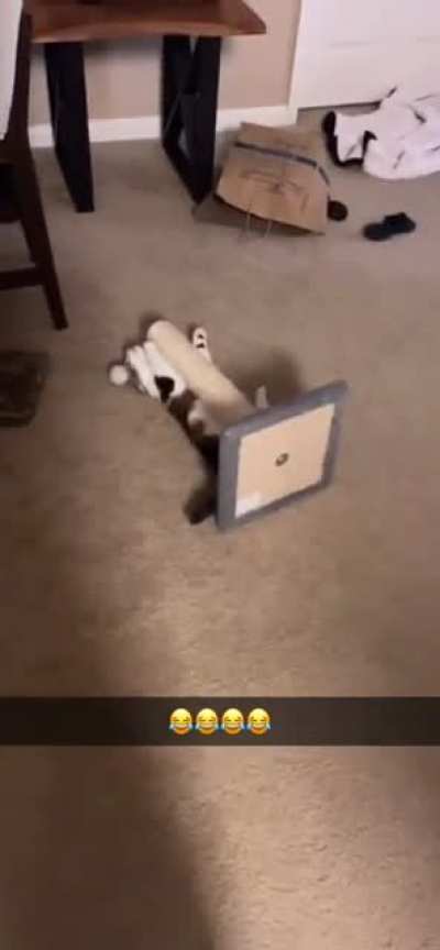 Sometimes the scratching post bites back.