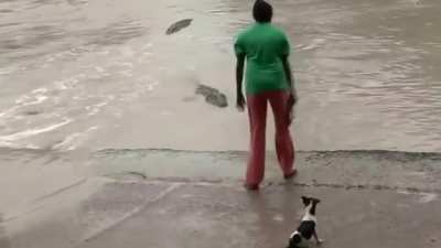 even the crocodiles know the power of "la chancla"