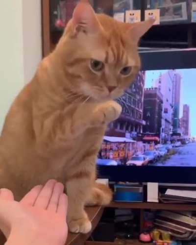 Hahaha, "Better luck next time hooman". Cats are such jerks, their great.