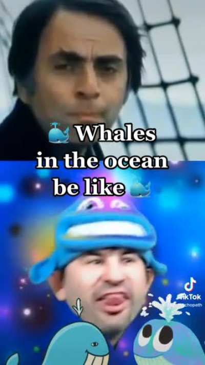 Did Carl Sagan’s grandma knit that whale hat for you?