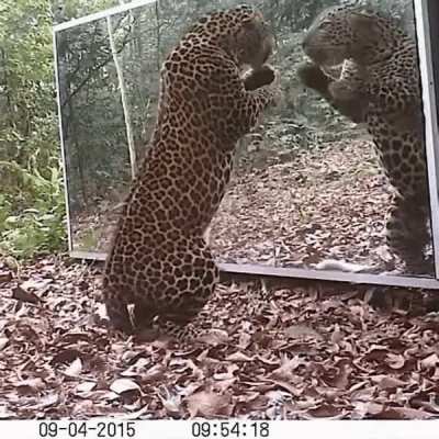 A leopard's reaction to seeing himself in the large mirror ?Gabon, Equatorial Africa