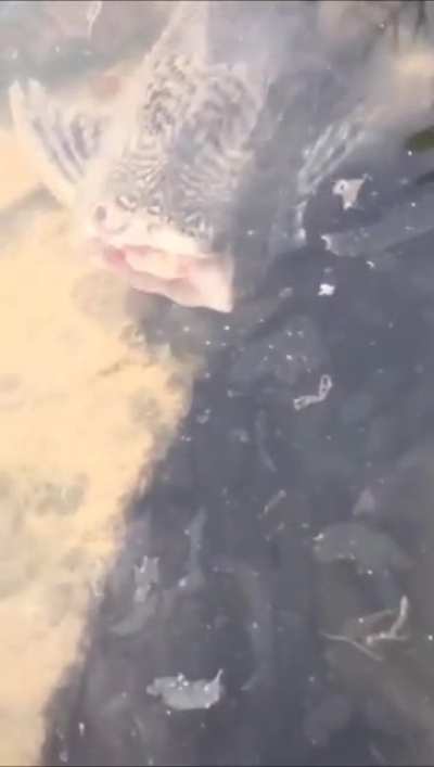 Fish with no head keeps swimming in the lake