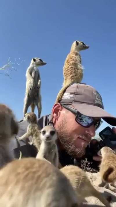 ? Meerkats being friendly with a wildlife photographer ?