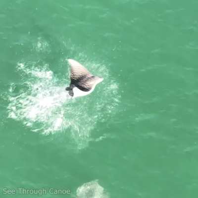 ? Was psyched to get a video of a Spotted Eagle Ray jumping today. St Pete, Florida