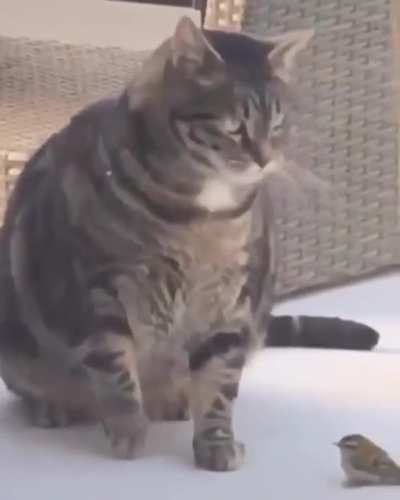 Slap Slap Splat
