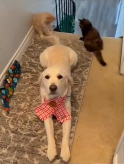 keep it up buddy we can get this annoying tail