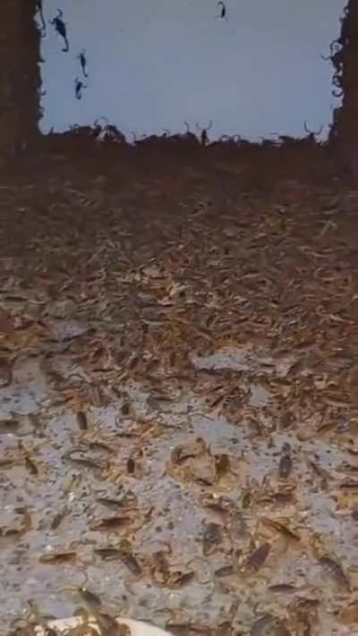 Just a "few" of the deadliest Brazilian scorpions