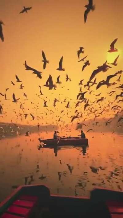 ? The Seagulls of Yamuna Ghat, India