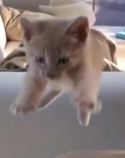 bonK