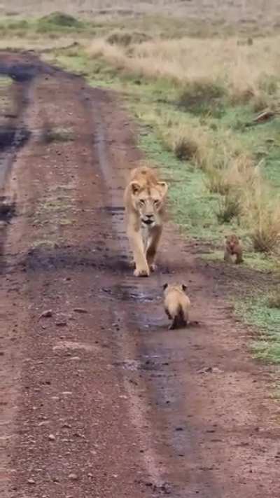 ? Little Lion cub gets lost from its mother in the savanna