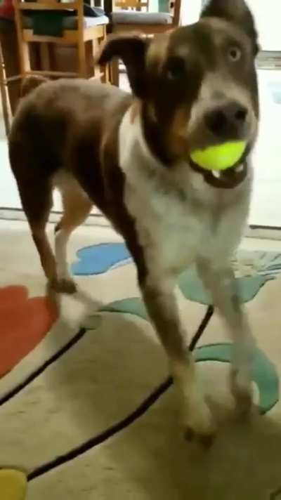 Happy dog...hap hap happy dog!