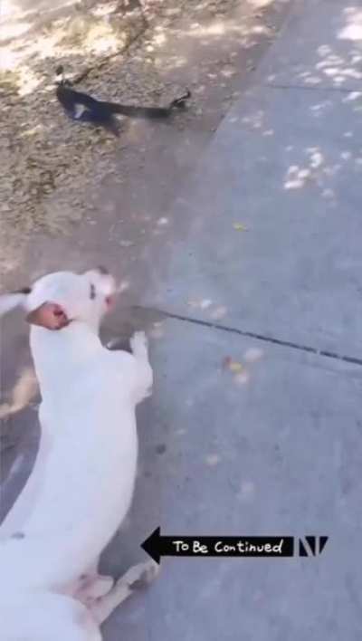 To pet a dog while he is pooping