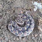 ? Saw-Scalped Viper In Defense Mode