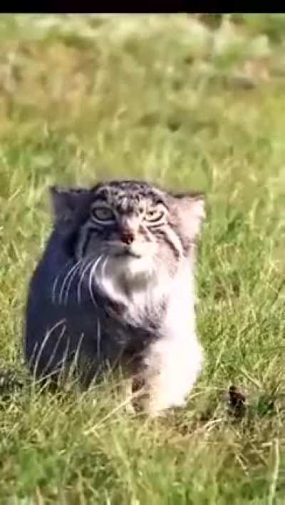 ?The Pallas's cat (Otocolobus manul)