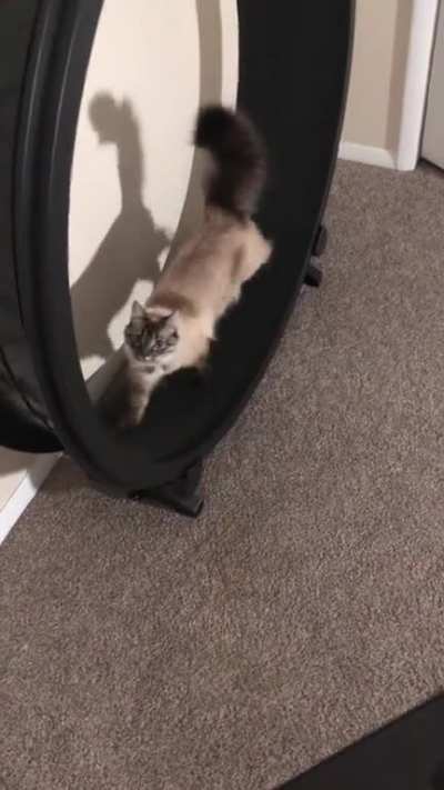My cat likes to walk on her wheel while I’m on my exercise bike. The way she looks at me makes my heart melt ??