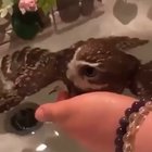 Just keep swimming... or floating in this case