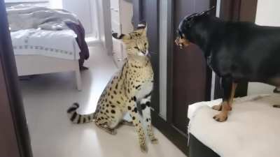 Conflict Resolution (Meow)