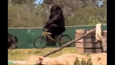 gorilla learns to ride a bike