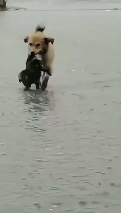 Dogs are best of us
