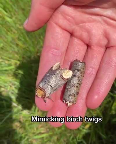 ? Pro level camouflage of Buff Tip moth