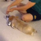 Aww