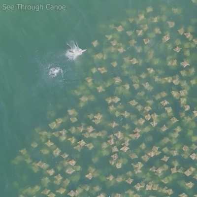 ? Spinner Shark jumps and sends a shock wave through a circling group of rays