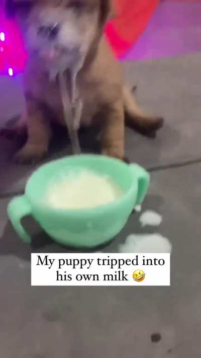 Puppy still figuring out his controls ?
