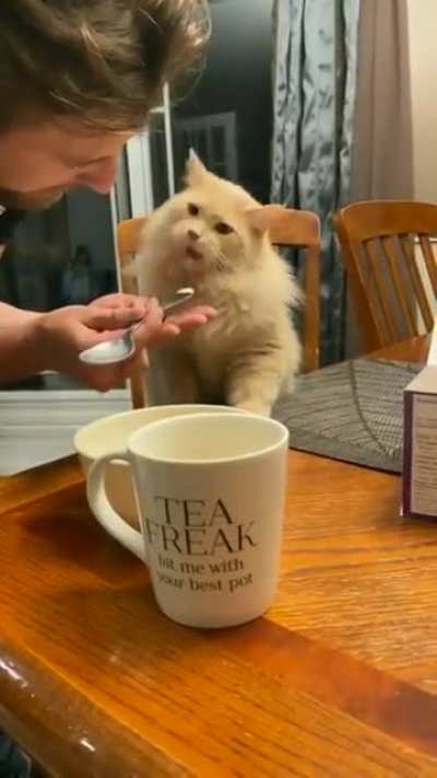 Cat tries some ice-cream ?