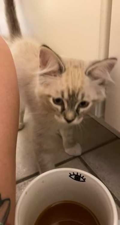Meet Milhouse, we heard his screams at the shelter and fell in love. He’s two months and has cerebellar hypoplasia. He’s also VERY opinionated, especially when I don’t share my coffee