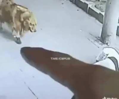 "Hey Boss you won't believe this but.... I didn't go to work today, cause a cat fell on my head, then a dog with shoes tried to do me justice."