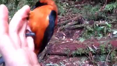 ? The hooded pitohui (Pitohui dichrous) is the first scientifically confirmed poisonous bird.