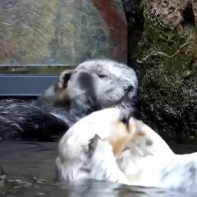 ? Otters enjoying a good bath ?
