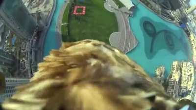 Eagle dives to handler at 100 mph