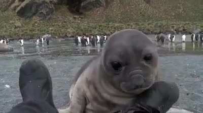 ? A wildlife photographer was photographing elephant seals on a beach and a baby came over to check him out